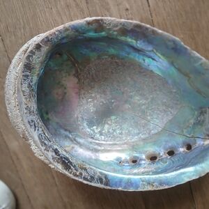 Iridescent Shell Decorative Piece